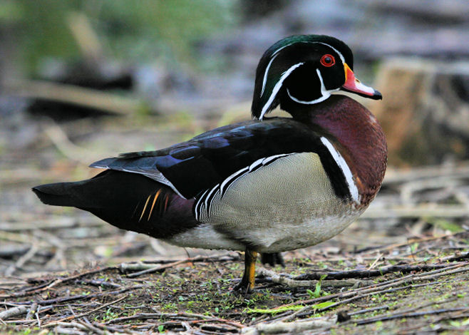 #27  Canard Branchu  /  Wood Duck
