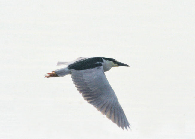 Bihoreau gris  /  Black-crowned Night Heron