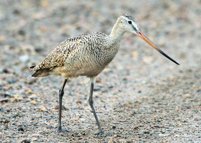 Barge marbre  /  Marbled Godwit