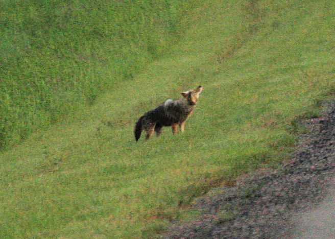 Loup des bois  /  Timber Wolf
