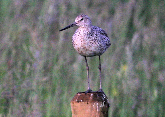 Chevalier semipalm  /  Willet