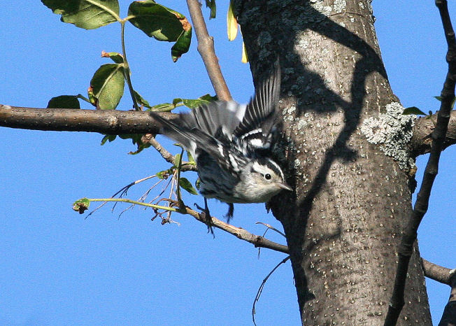 Black and White Warbler