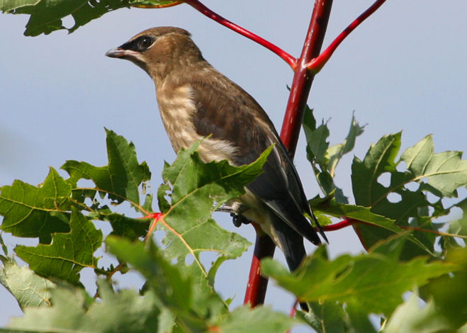 Cedar Waxwing (juvenile)