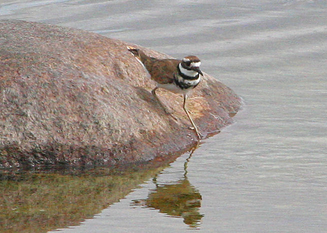 #59  Kildeer