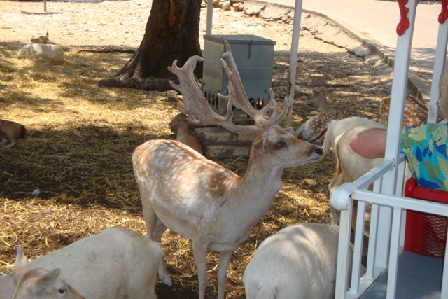 DSC08833.JPG