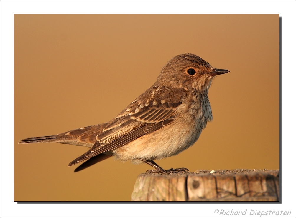 Grauwe Vliegenvanger - Muscicapa striata - Spotted Flycatcher