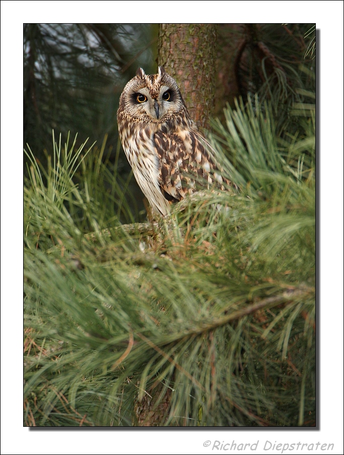 Velduil - Asio flammeus - Short-eared Owl