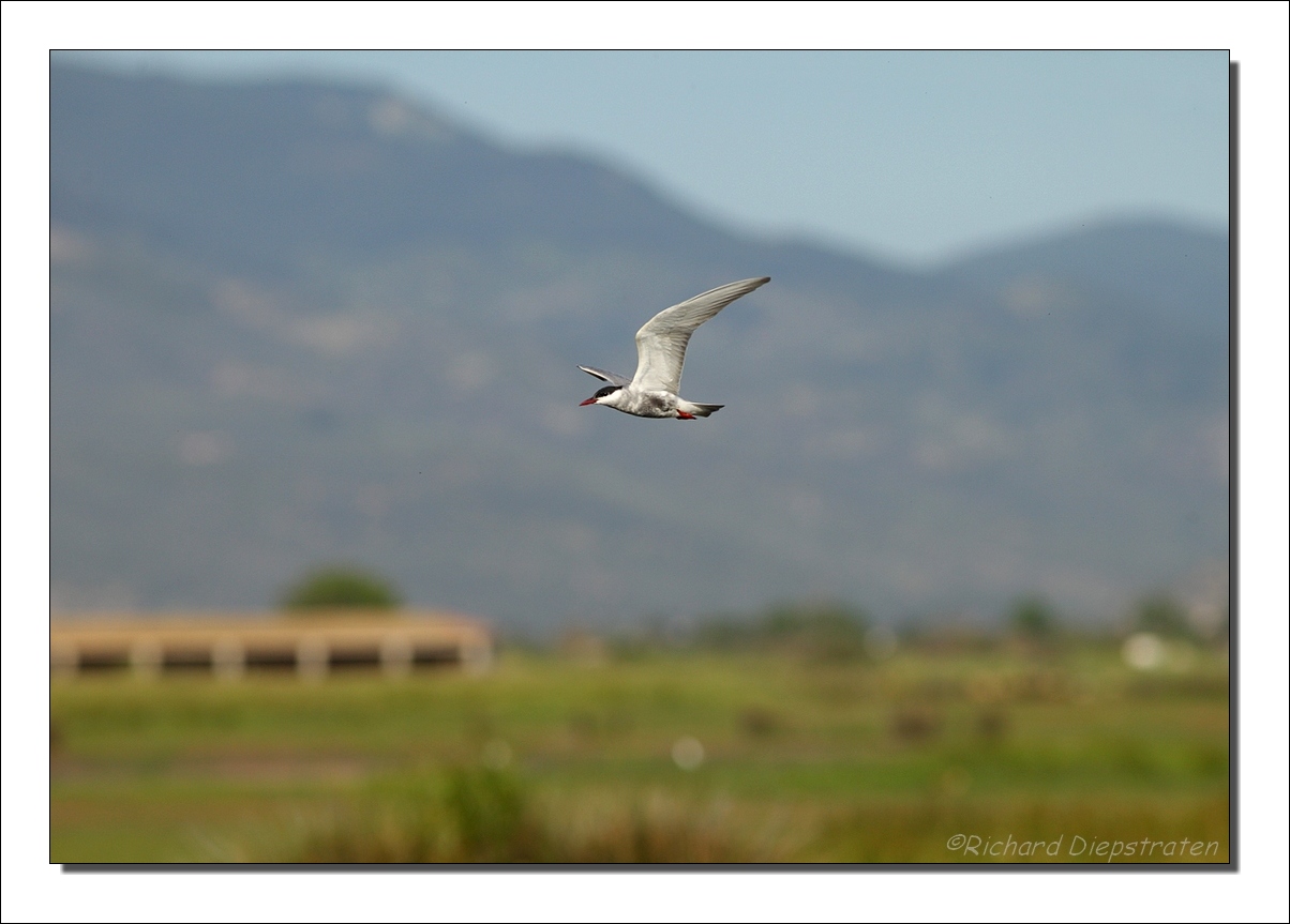 Witwangstern - Chlidonias hybrida - Whiskered Tern 