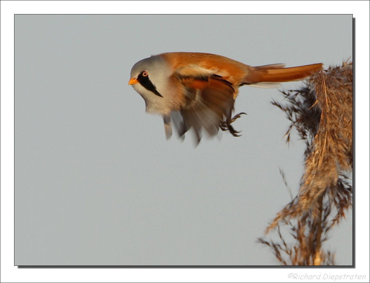 Baardman - Panurus biarmicus - Bearded Tit