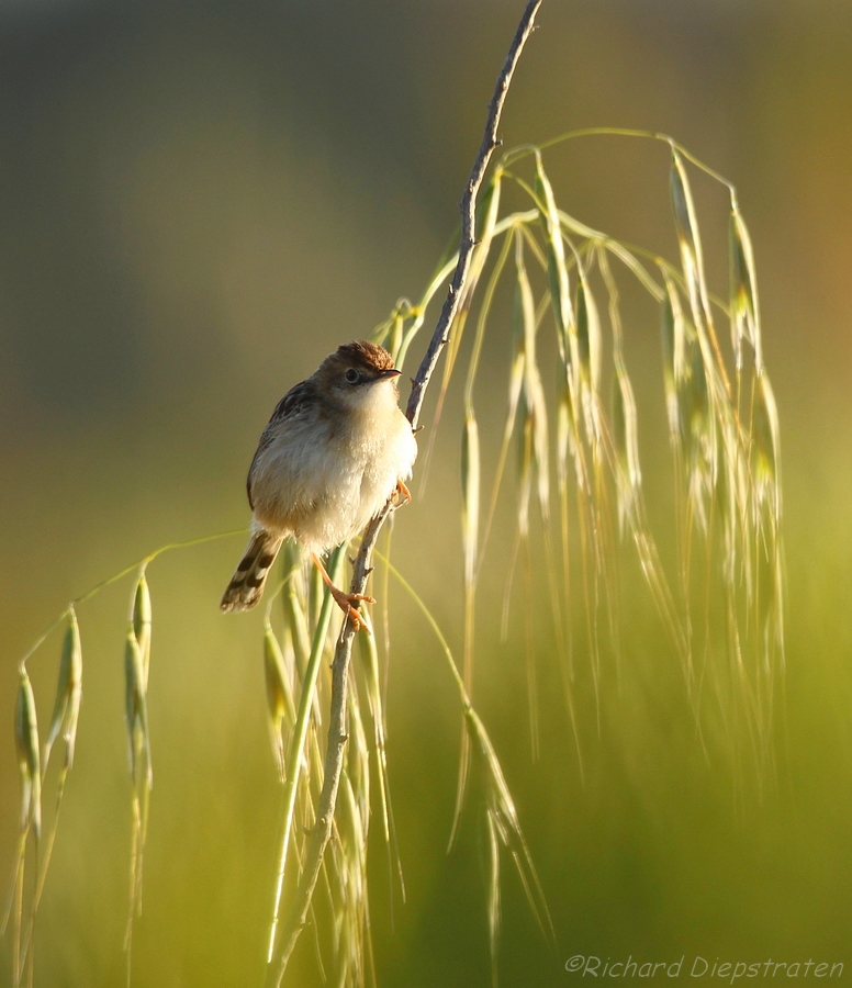 Graszanger - Cisticola juncidis - Zitting Cisticola