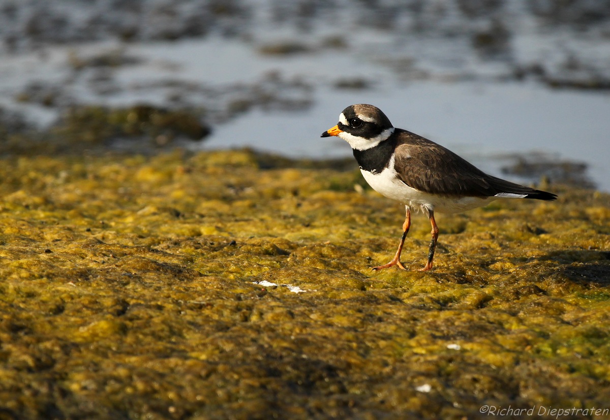 Bontbekplevier - Charadrius hiaticula - Ringed Plover