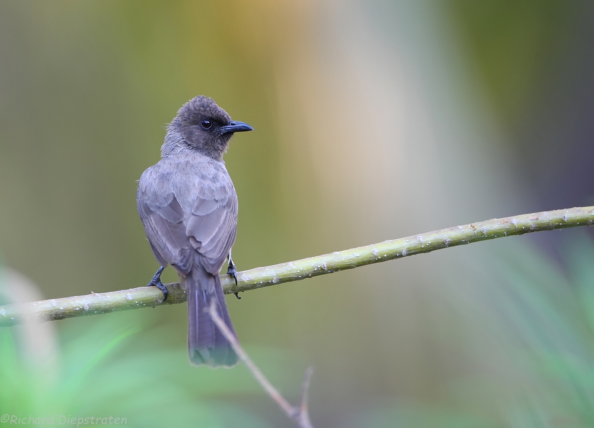 Grauwe Buulbuul - Pycnonotus barbatus - Common Bulbul