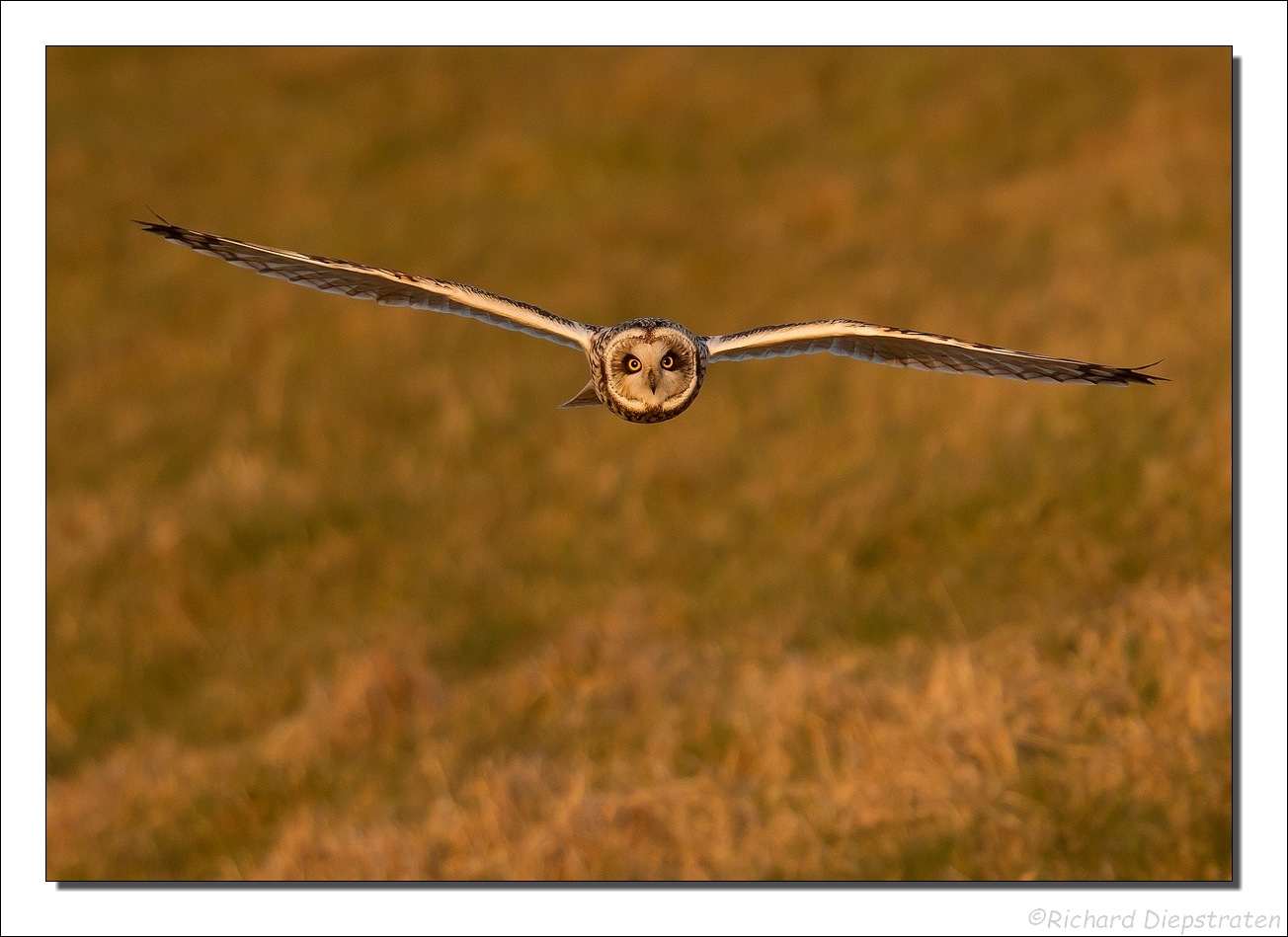 Velduil - Asio flammeus - Short-eared Owl