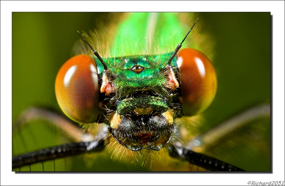 Bosbeekjuffer - Calopteryx virgo - Beautiful Demoiselle