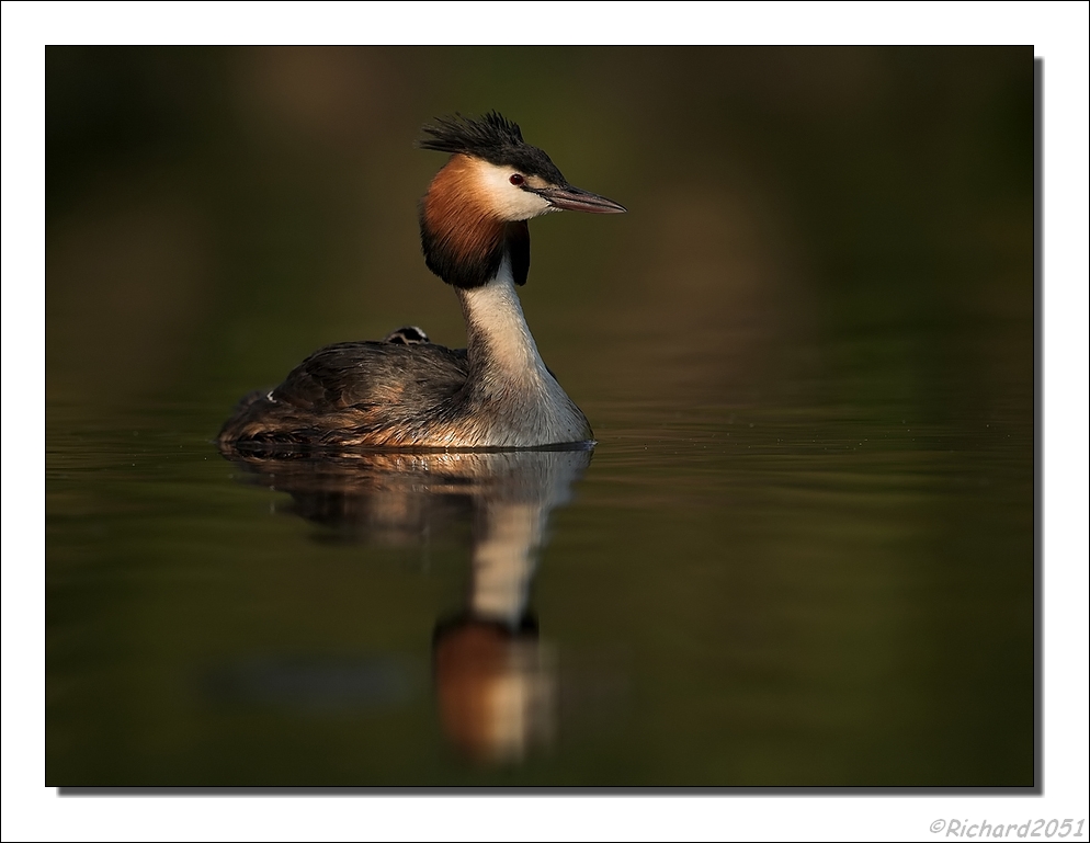 Fuut - Podiceps cristatus - Great Crested Grebe