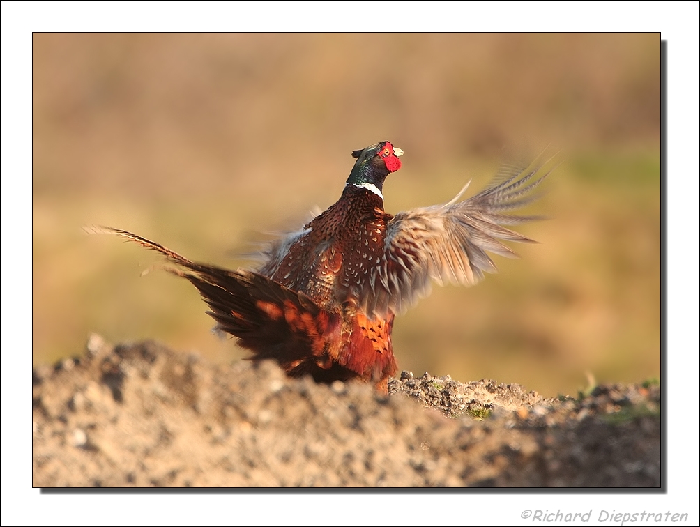 Fazant  - Phasianus colchicus - Pheasant