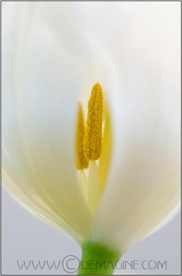 my first flower(upload) had to be a tulip