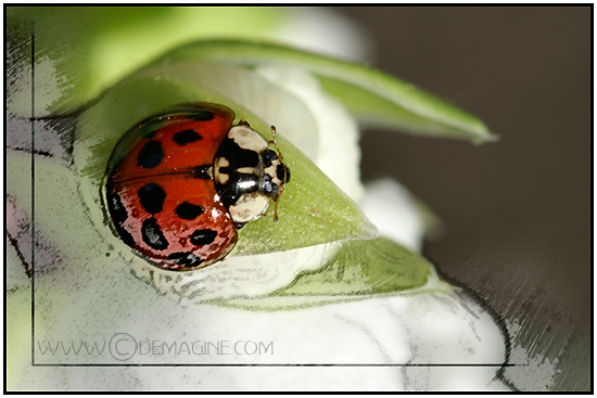 ladybug drawing