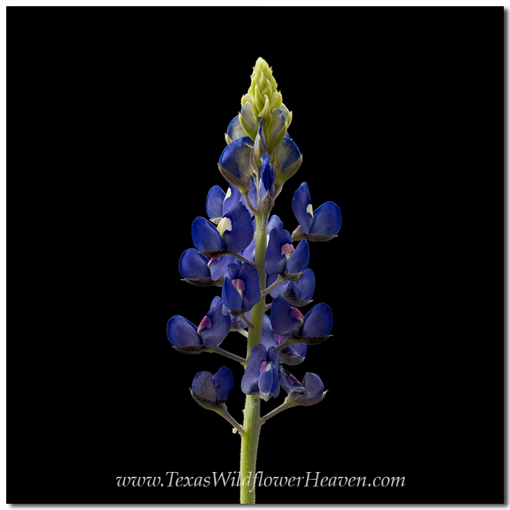Texas Wildflowers - Texas Bluebonnet 2