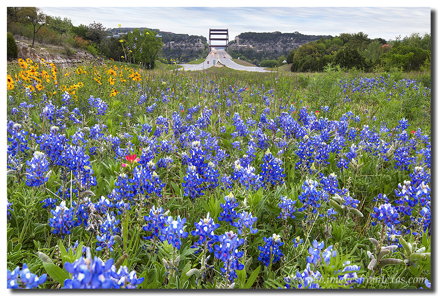 Texas Wildflowers - Bluebonnets and Pennybacker Bridge