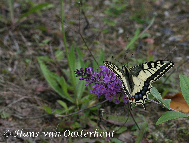 Koninginnepage t Rooth 18 augustus 2007