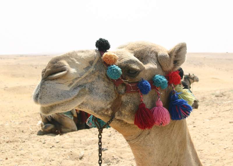 Cairo's camel