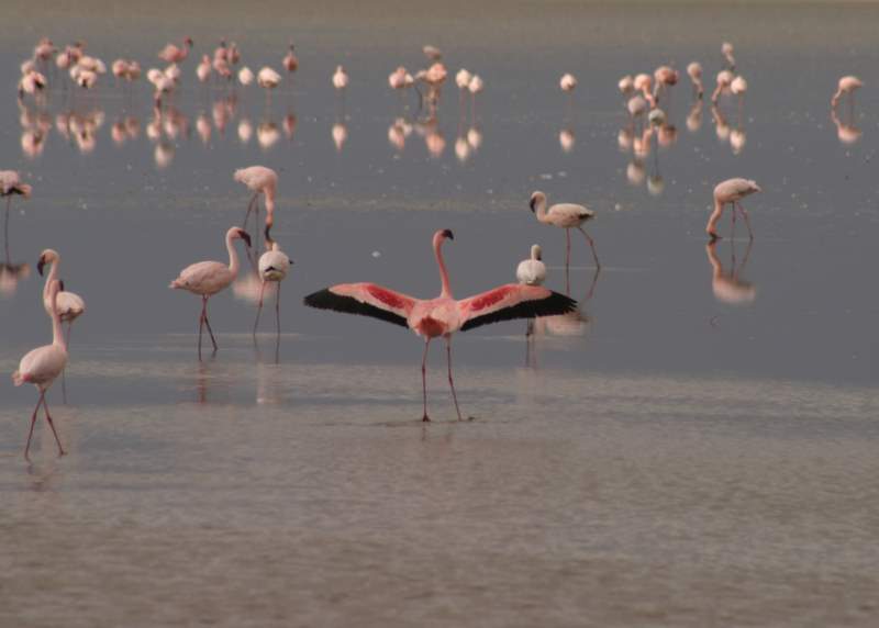 Being Free, Africa