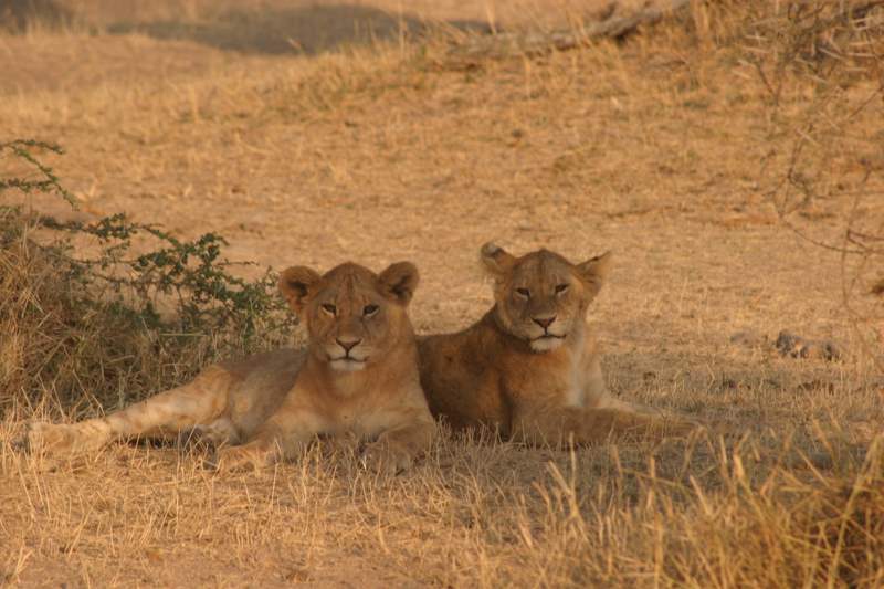 Wild About Africa