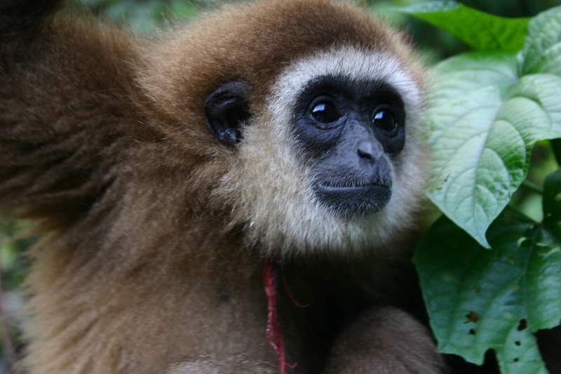 Thai Gibbon