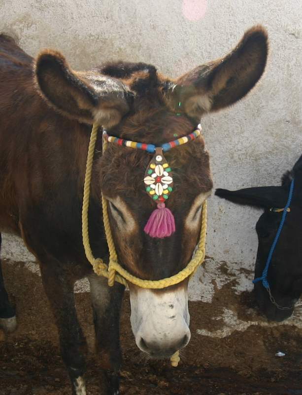 Santarini Donkey, Greece