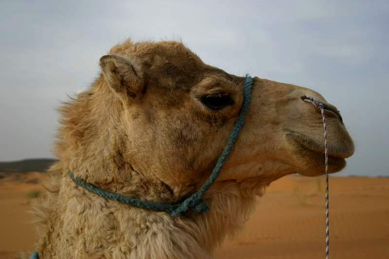 Camel Trekking with Omar (www.cameltrekking.com)
