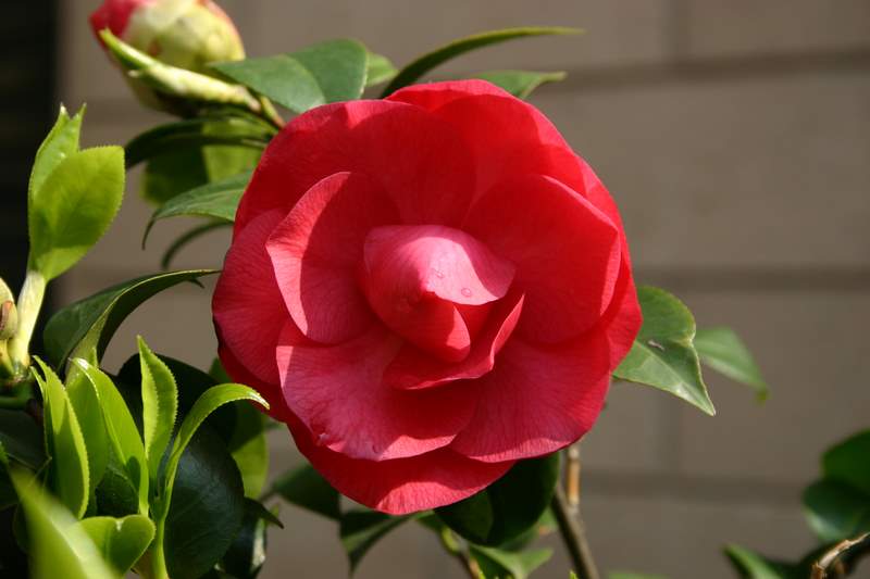 Milan's Beautiful Flowers