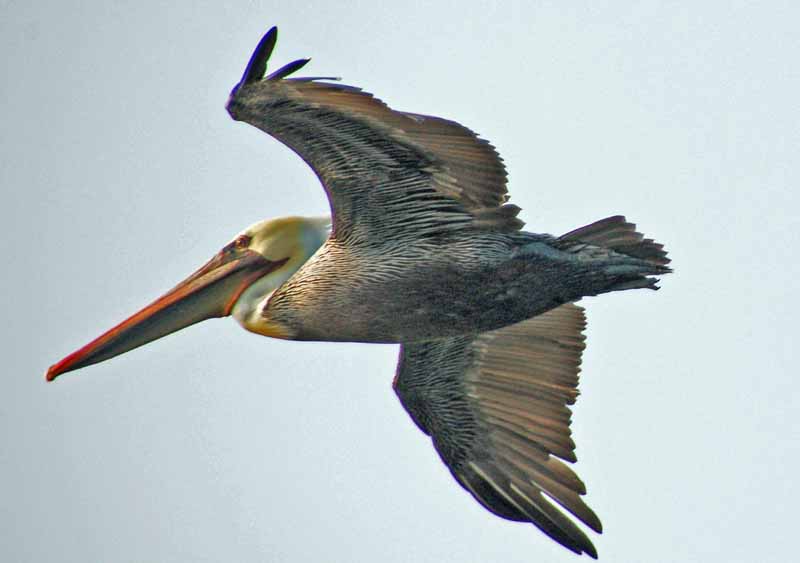 Bolsa Chica Wetlands