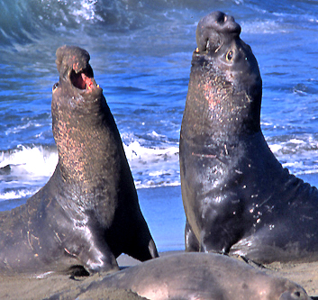 Elephant Seals of Piedras Blancas, 2009