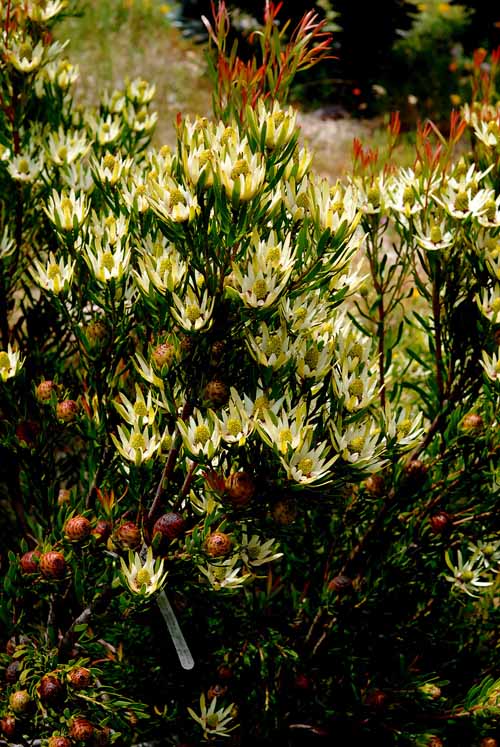 UC Santa Cruz Arboretum