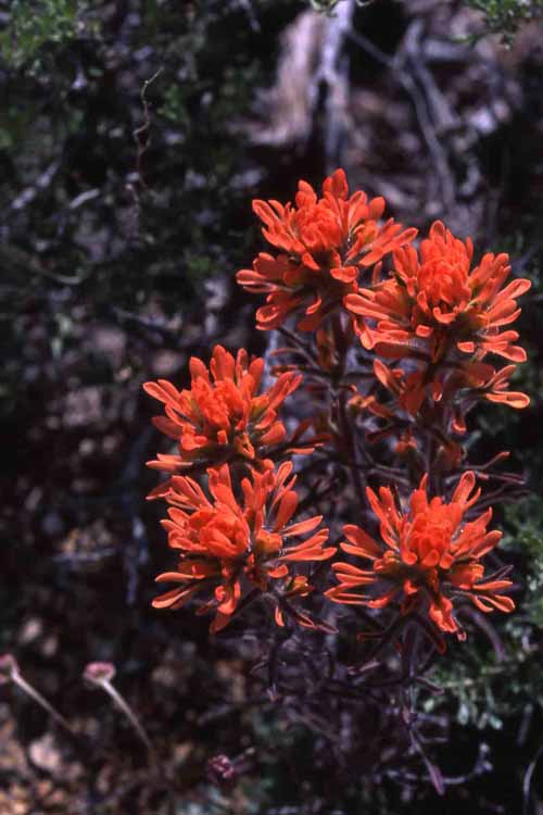 Wildflowers of Mt. Diablo