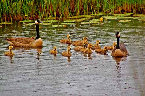 all in the family...Michigan's Seney NWR