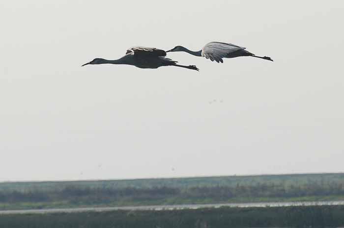 Sacramento National Wildlife Refuge