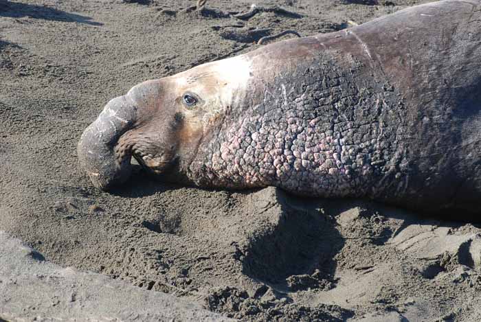 Elephant Seals of Piedras Blanca