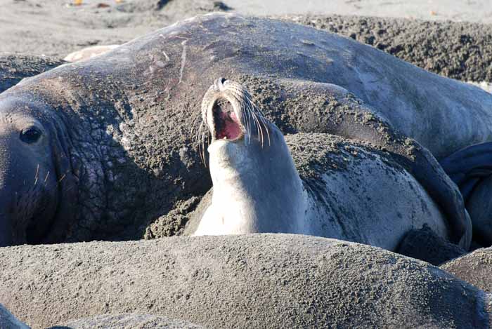 Elephant Seals of Piedras Blanca