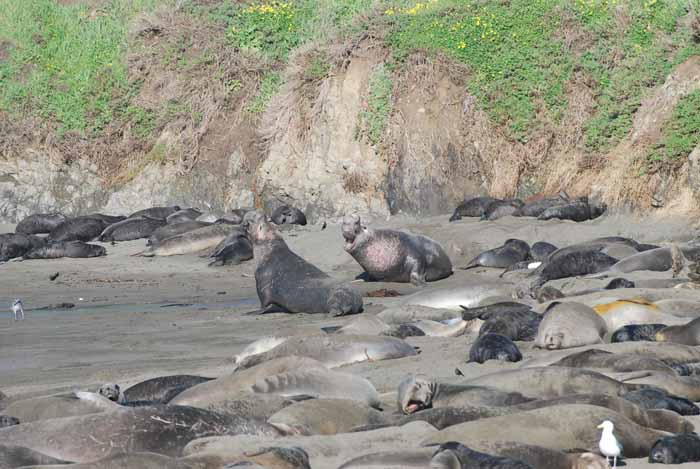 Elephant Seals of Piedras Blanca