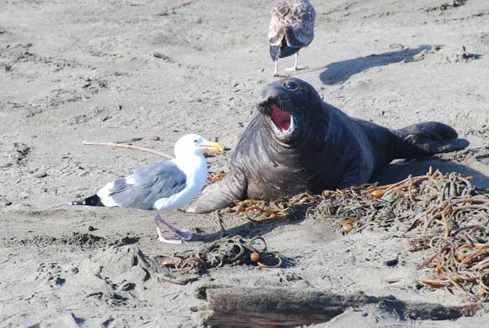 Elephant Seals of Piedras Blanca