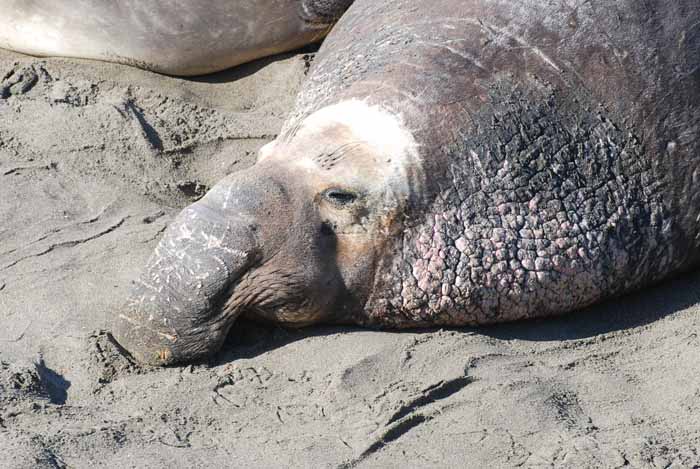 Elephant Seals of Piedras Blanca