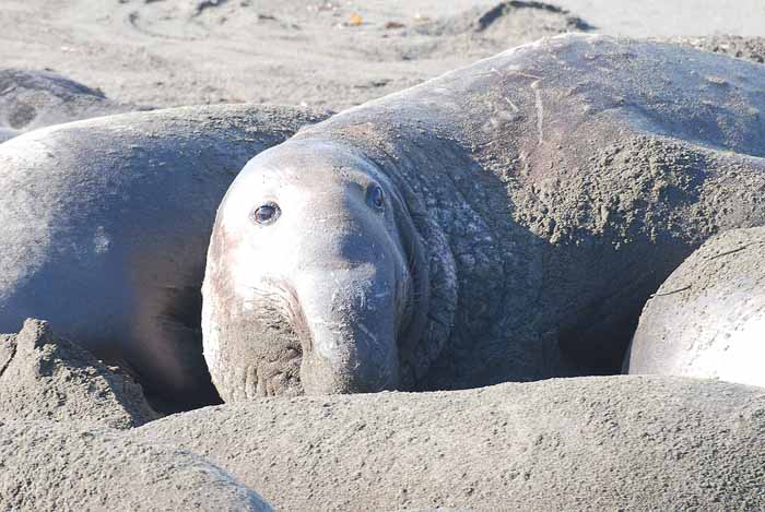 Elephant Seals of Piedras Blanca