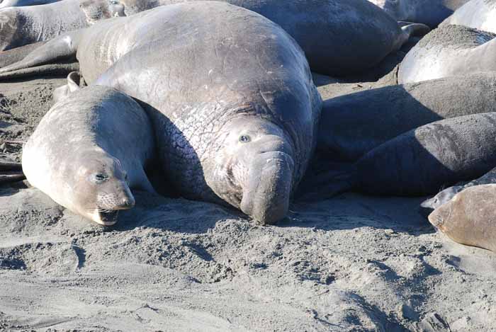 Elephant Seals of Piedras Blanca