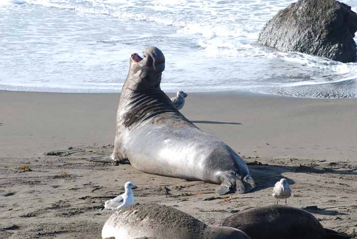 Elephant Seals of Piedras Blanca