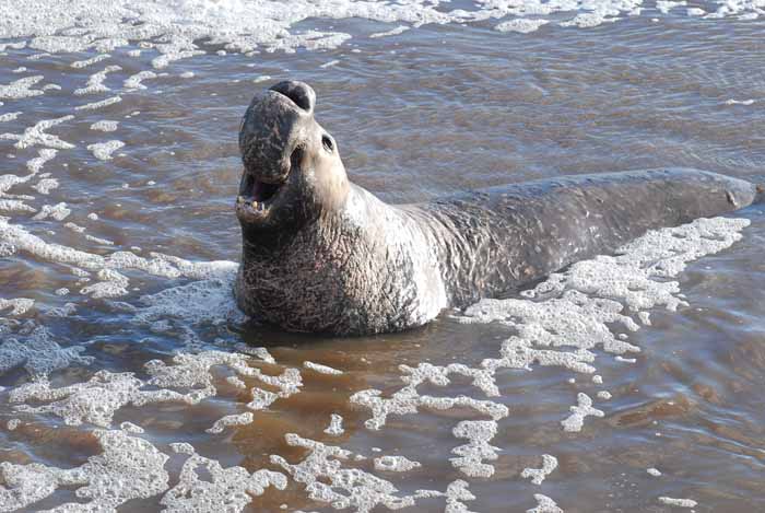 Elephant Seals of Piedras Blanca