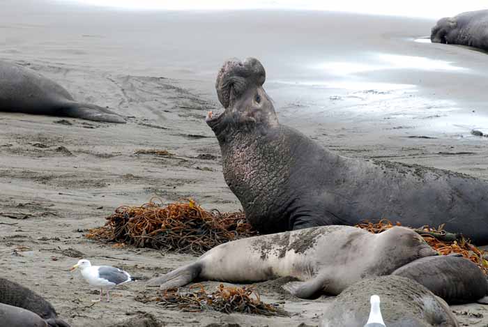 Elephant Seals of Piedras Blanca