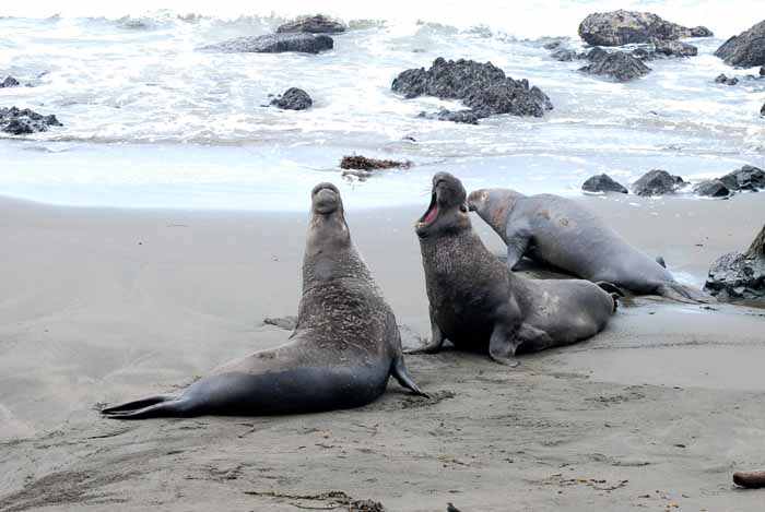 Elephant Seals of Piedras Blanca