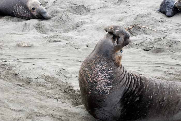 Elephant Seals of Piedras Blanca